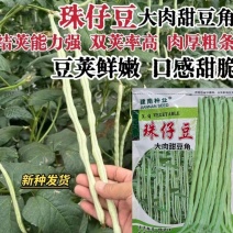 豆角种子猪仔豆种子农家黑籽豆种籽豆种基地专用豇豆种子