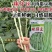 豆角种子猪仔豆种子农家黑籽豆种籽豆种基地专用豇豆种子
