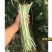 豆角种子猪仔豆种子农家黑籽豆种籽豆种基地专用豇豆种子