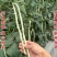 豆角种子猪仔豆种子农家黑籽豆种籽豆种基地专用豇豆种子
