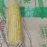 速冻玉米黄白花品种