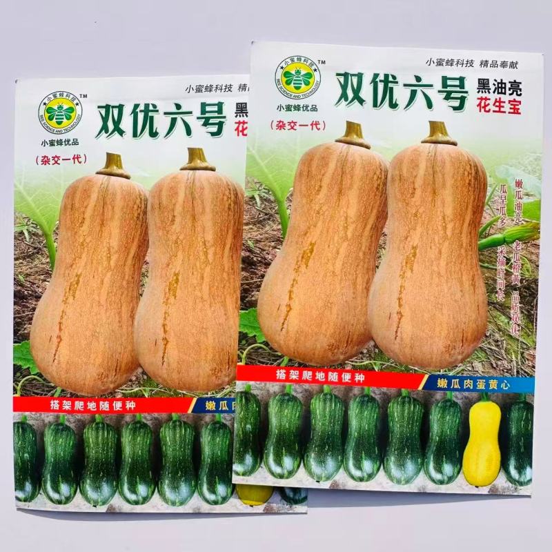 双优六号黑油亮花生宝南瓜种子早熟杂交抗病肉厚味甘甜面南瓜