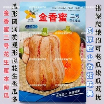 金香蜜二号花生蜜本南瓜种子果肉细腻粉甜适中小南瓜种子