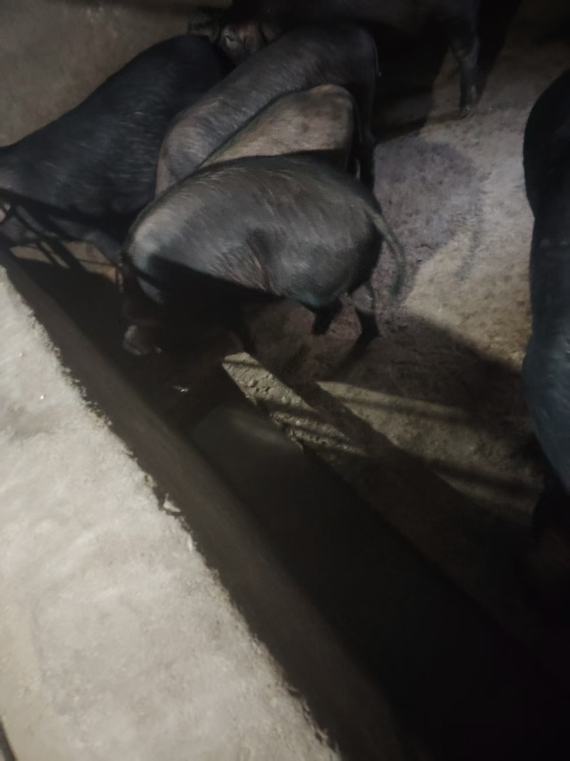 黑毛土猪自家养殖，一共一百多头，