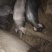 黑毛土猪自家养殖，一共一百多头，