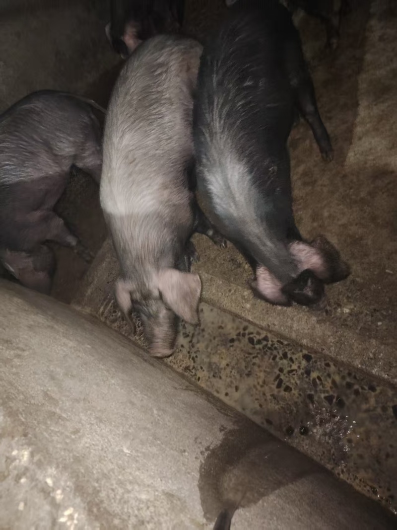 黑毛土猪自家养殖，一共一百多头，