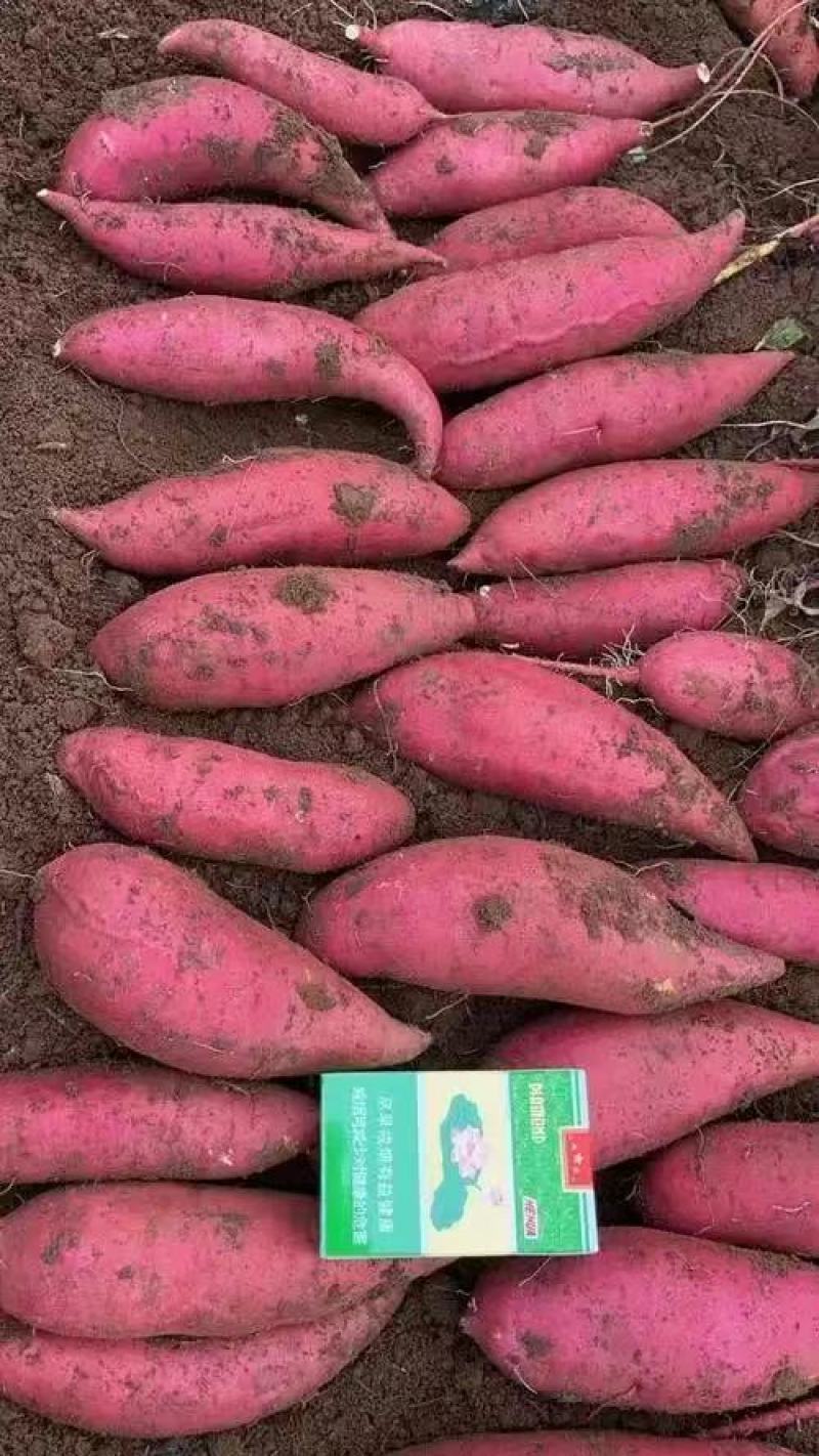 广东精品西瓜红红薯大量上市品质保证量大从优一手货