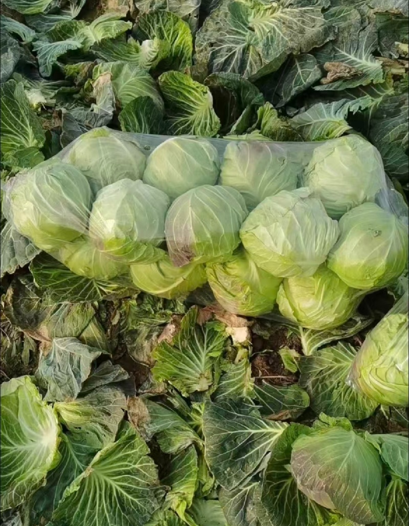 河南甘蓝精品圆包菜货源充足基地直供实力代发全国