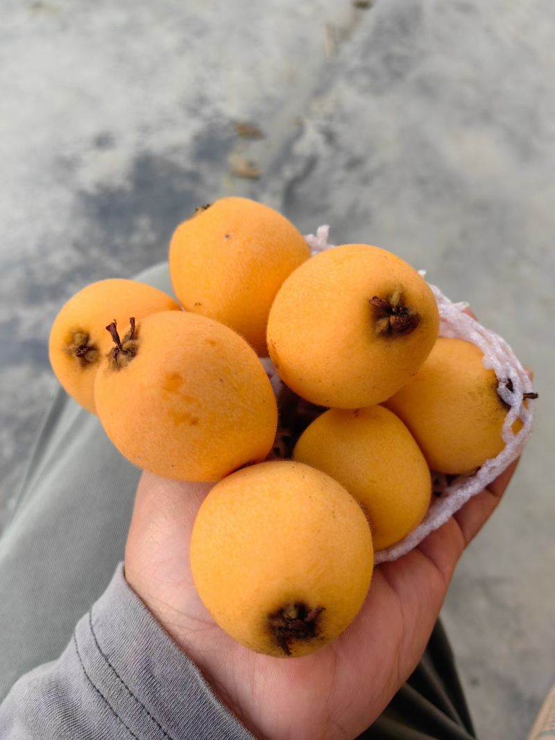 云罗枇杷