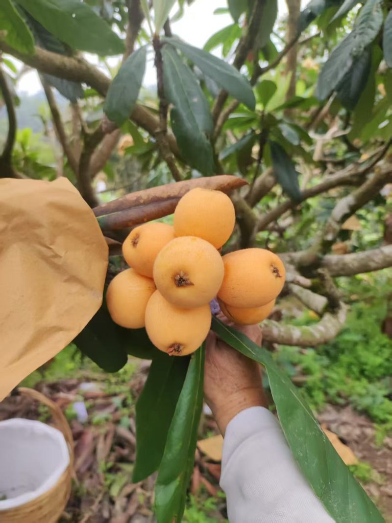 云罗枇杷