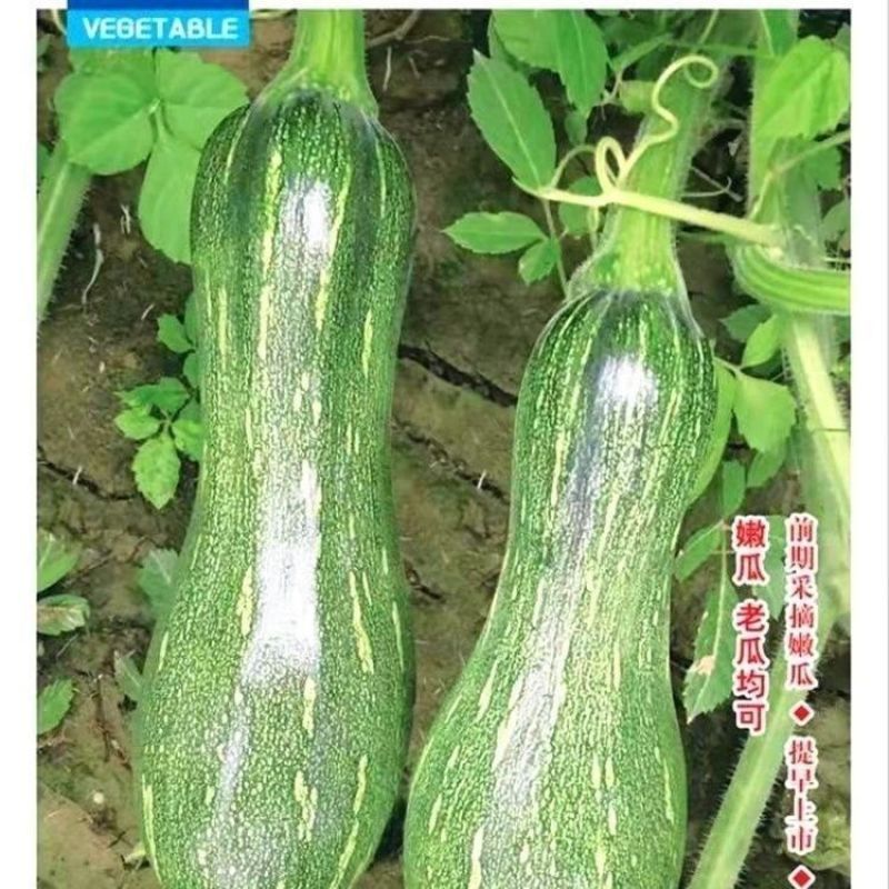 嫩早蜜本南瓜种子双优密秘本南瓜种子基地专用嫩南瓜老南瓜种