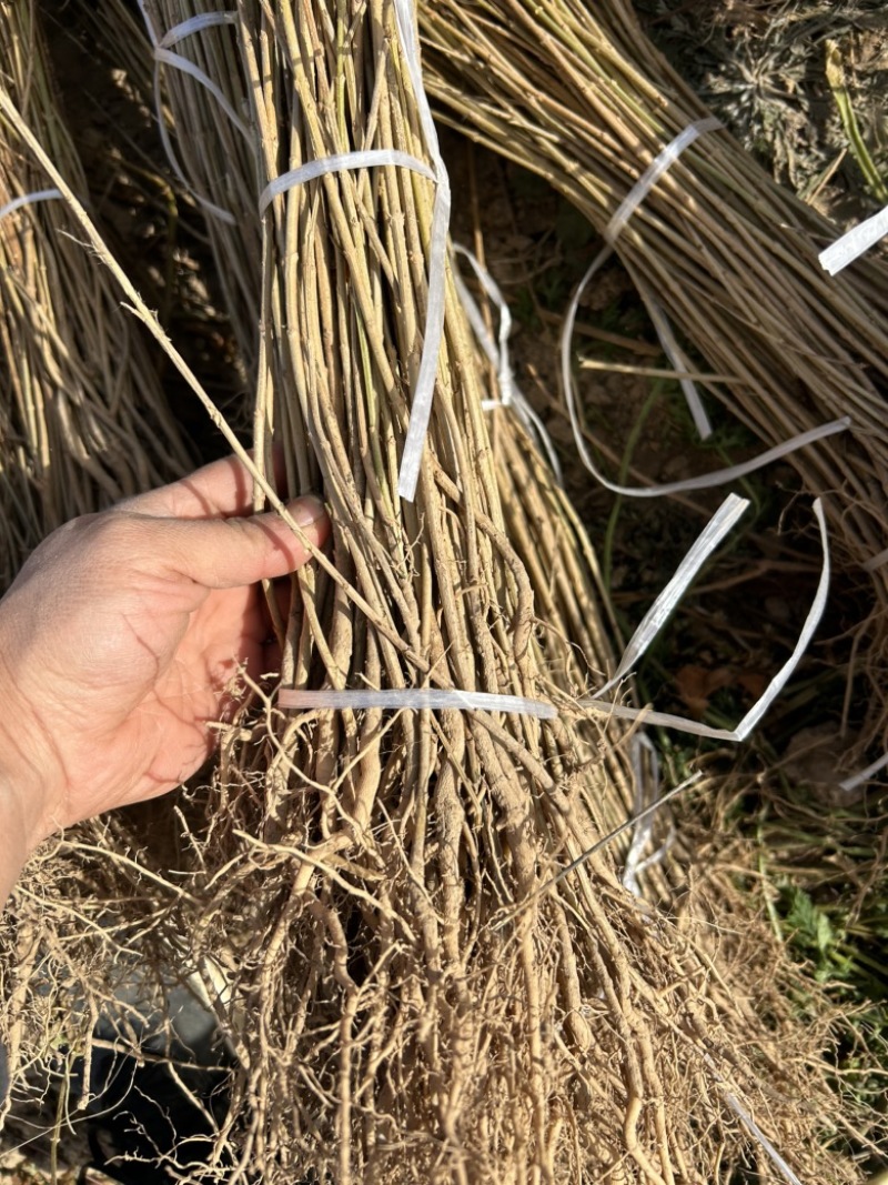 一年生药用连翘小苗便宜处理现挖现发根系发达好成活