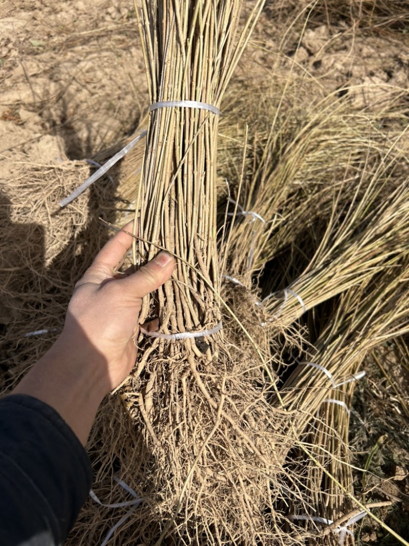 一年生药用连翘小苗便宜处理现挖现发根系发达好成活