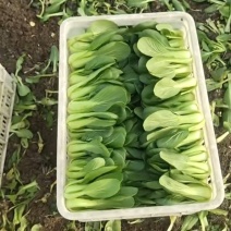 上海青