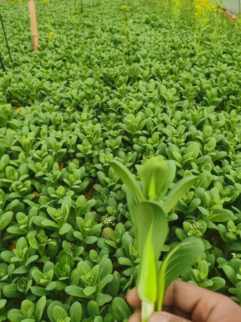 青菜苔上市-上海青菜苔