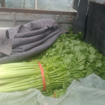西芹，中等大小，大概5万斤，有需要的详谈