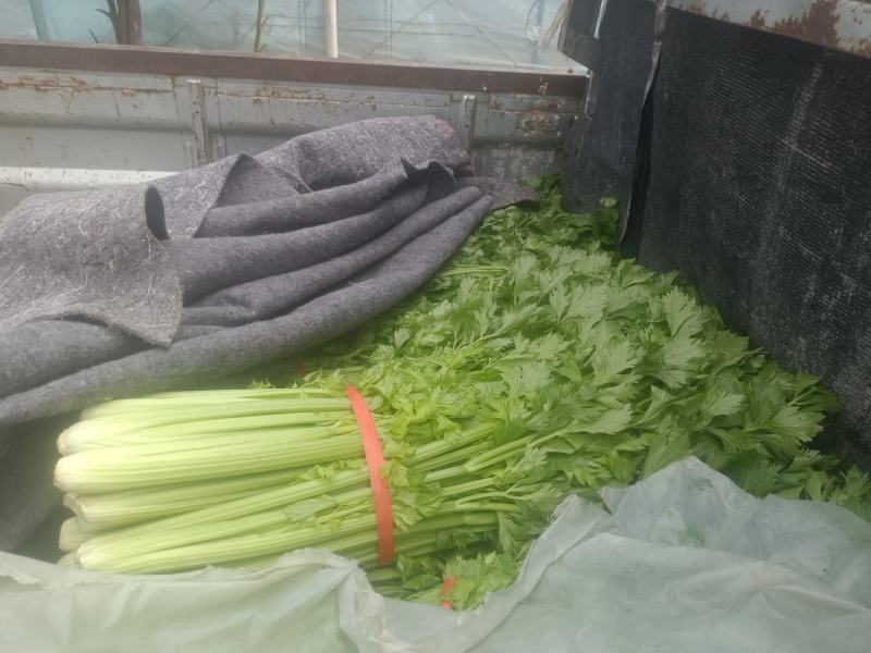 西芹，中等大小，大概5万斤，有需要的详谈