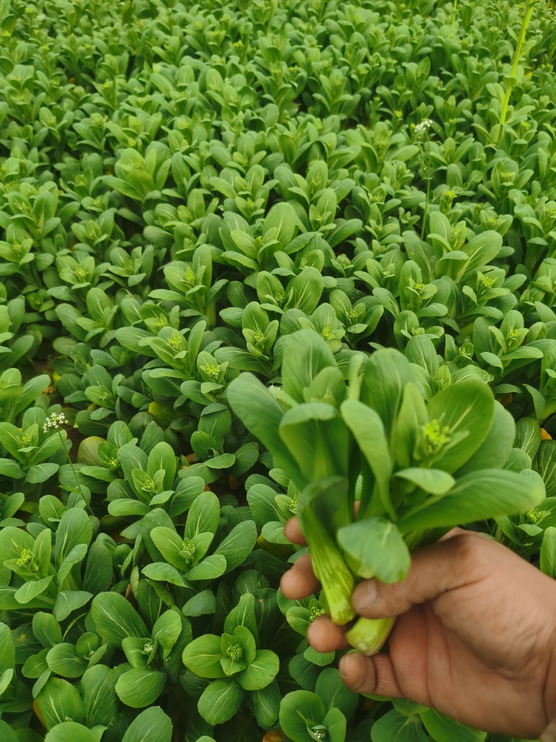 青菜苔上市-上海青菜苔