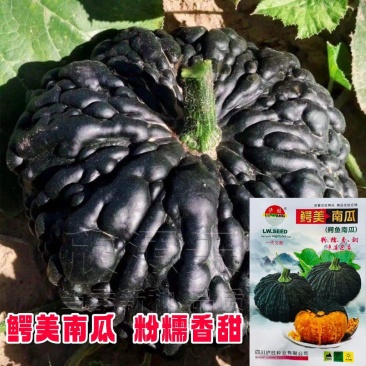 鳄美南瓜种子鳄鱼南瓜种籽癞子皮南瓜种粉糯甜板栗味南瓜种子