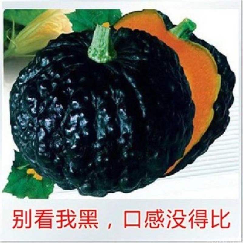 鳄美南瓜种子鳄鱼南瓜种籽癞子皮南瓜种粉糯甜板栗味南瓜种子