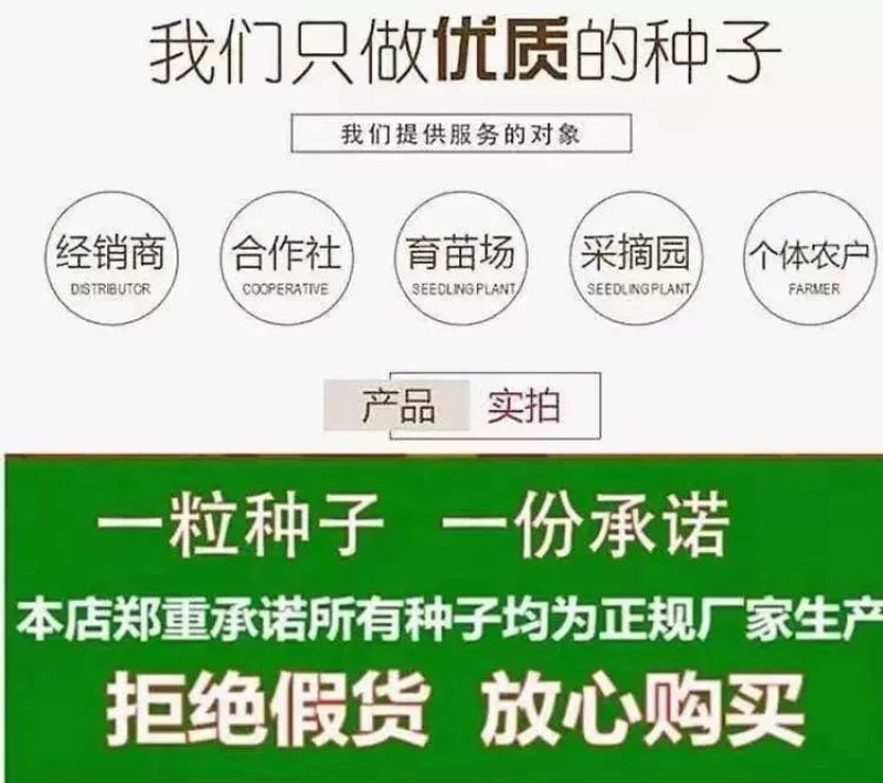 鳄美南瓜种子鳄鱼南瓜种籽癞子皮南瓜种粉糯甜板栗味南瓜种子