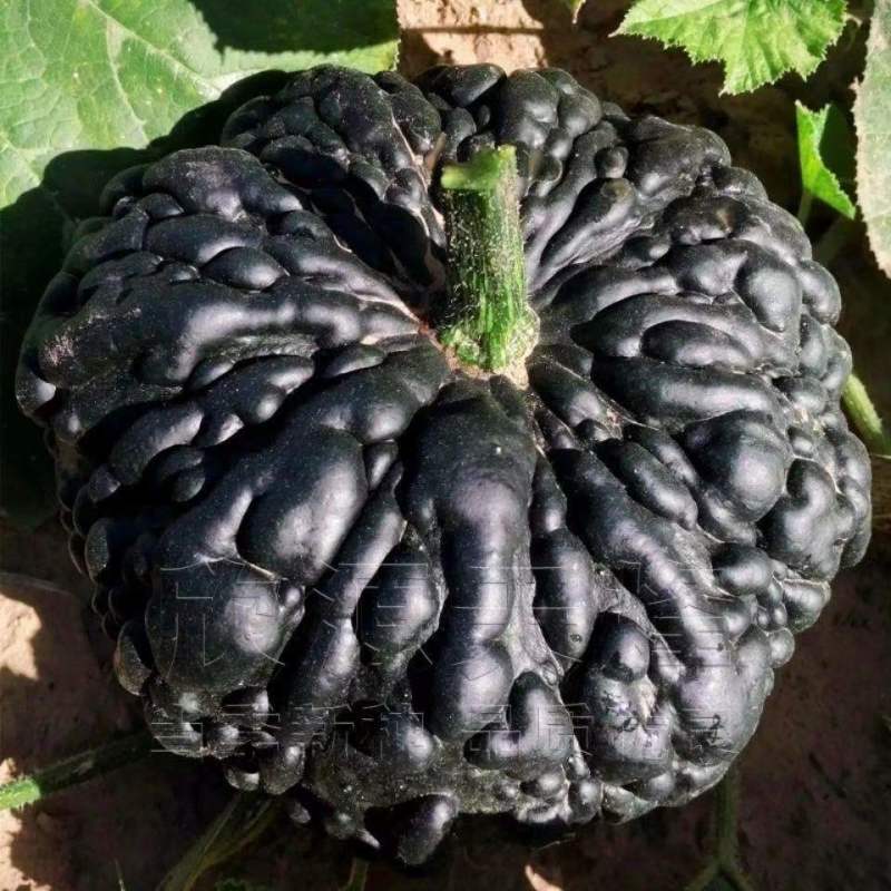 鳄美南瓜种子鳄鱼南瓜种籽癞子皮南瓜种粉糯甜板栗味南瓜种子