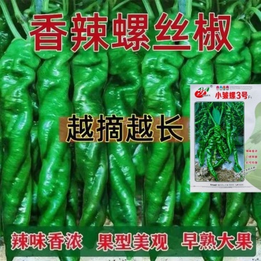 辣椒种子小皱螺3号早熟螺丝椒种子皮薄香辣深绿皮辣椒种子