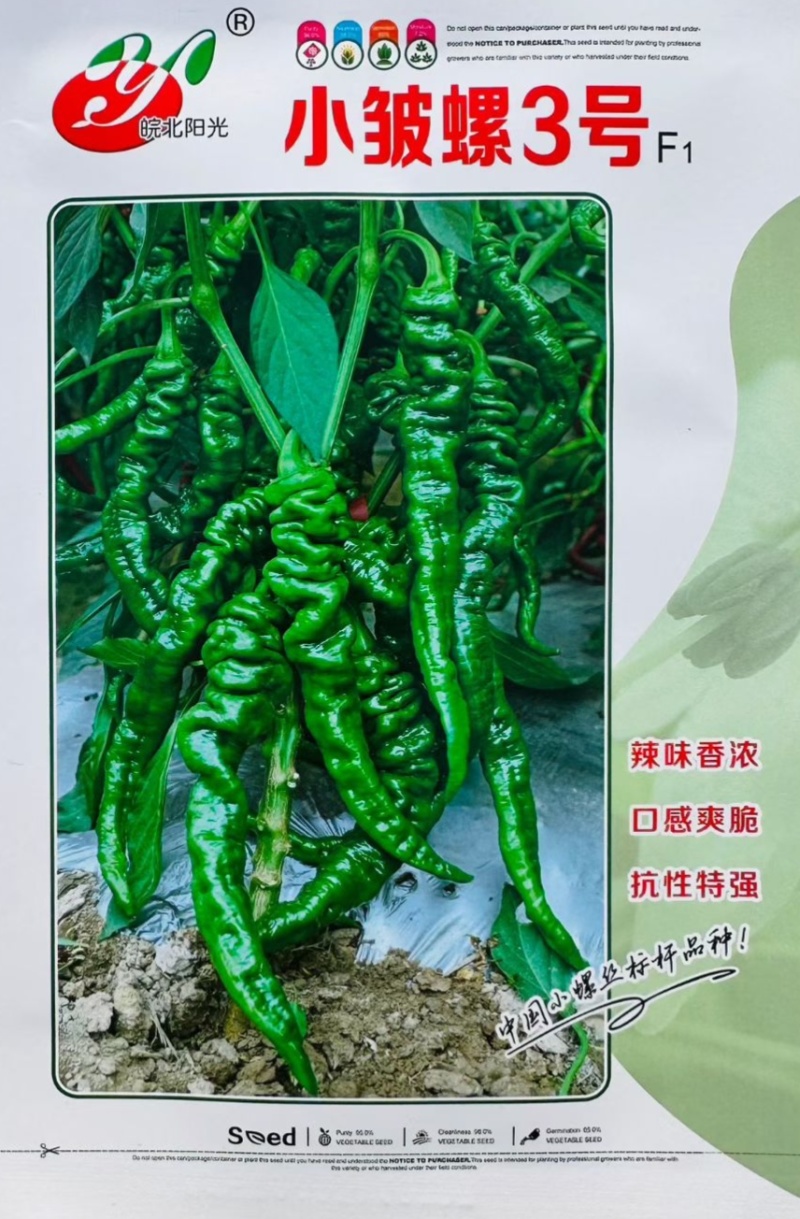 辣椒种子小皱螺3号早熟螺丝椒种子皮薄香辣深绿皮辣椒种子