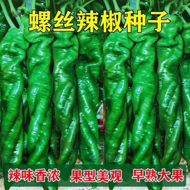 辣椒种子小皱螺3号早熟螺丝椒种子皮薄香辣深绿皮辣椒种子