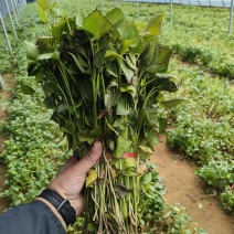 济薯二六脱毒红薯苗，品种多，质量好，薯苗壮