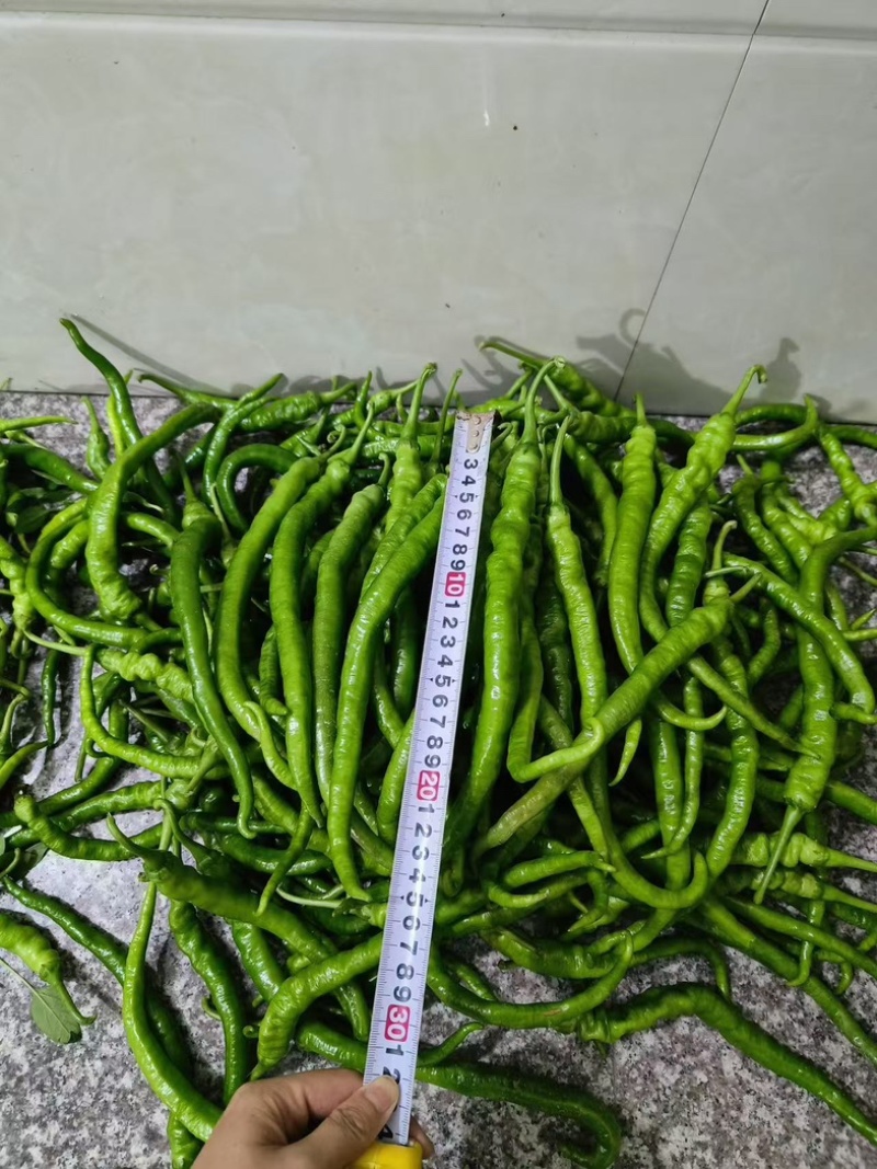 线椒苗