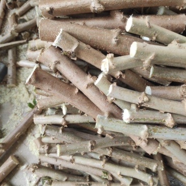 正宗华南9号黄肉木薯苗