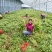 济薯26脱毒红薯秧苗、薯苗、拔苗、剪苗、大田苗、成活率高