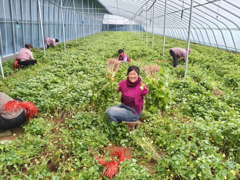 济薯26脱毒红薯秧苗、薯苗、拔苗、剪苗、大田苗、成活率高