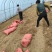 济薯26脱毒红薯秧苗、薯苗、拔苗、剪苗、大田苗、成活率高