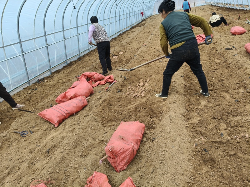 济薯26脱毒红薯秧苗、薯苗、拔苗、剪苗、大田苗、成活率高