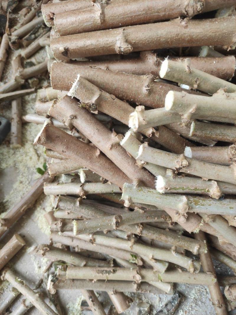 正宗华南9号黄肉木薯苗
