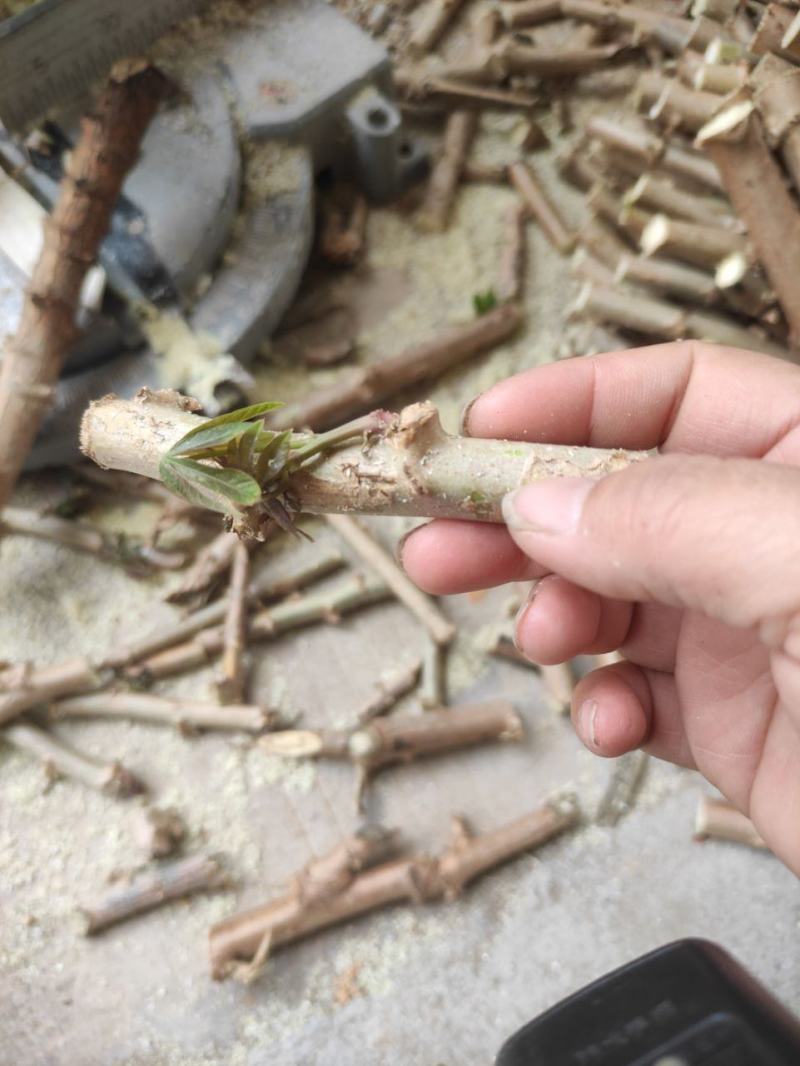 正宗华南9号黄肉木薯苗