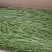 贡菜