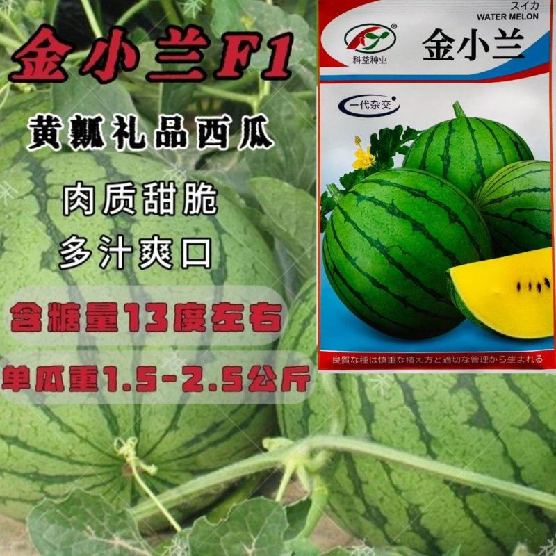 金小兰西瓜种子早熟黄瓤礼品小西瓜种籽高产早熟黄瓤礼品西瓜
