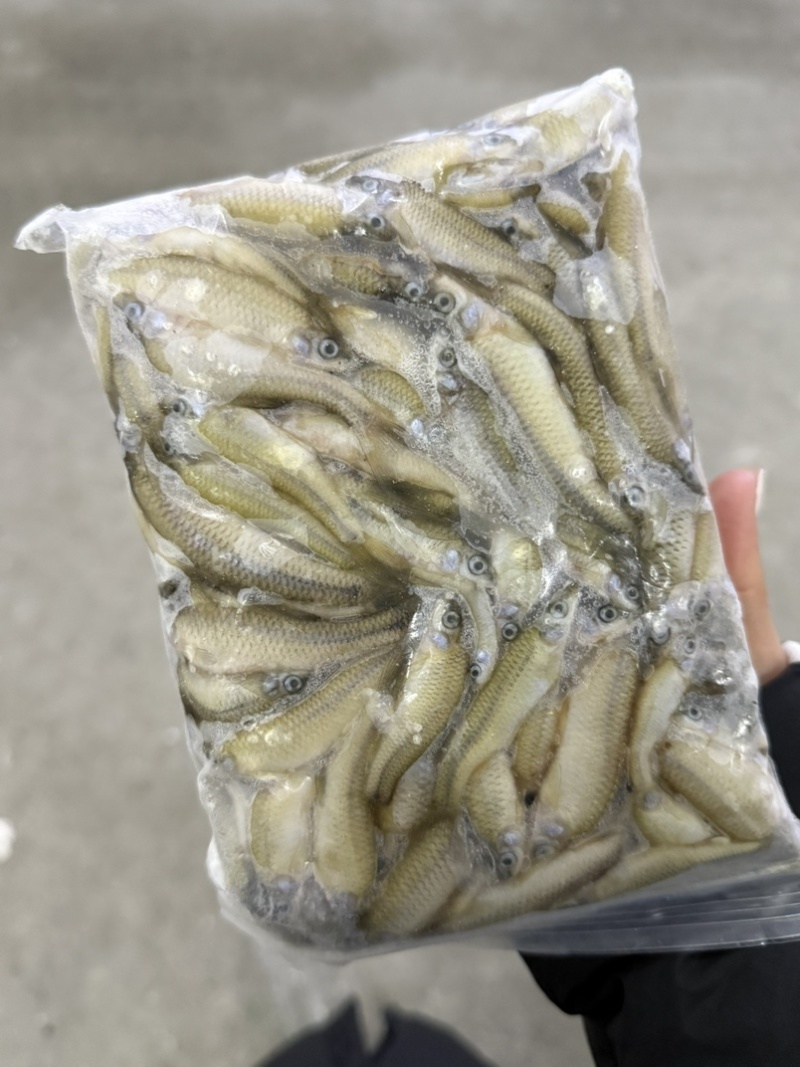 速冻麦穗扒肚麦穗大小都有货量大需要可以联系