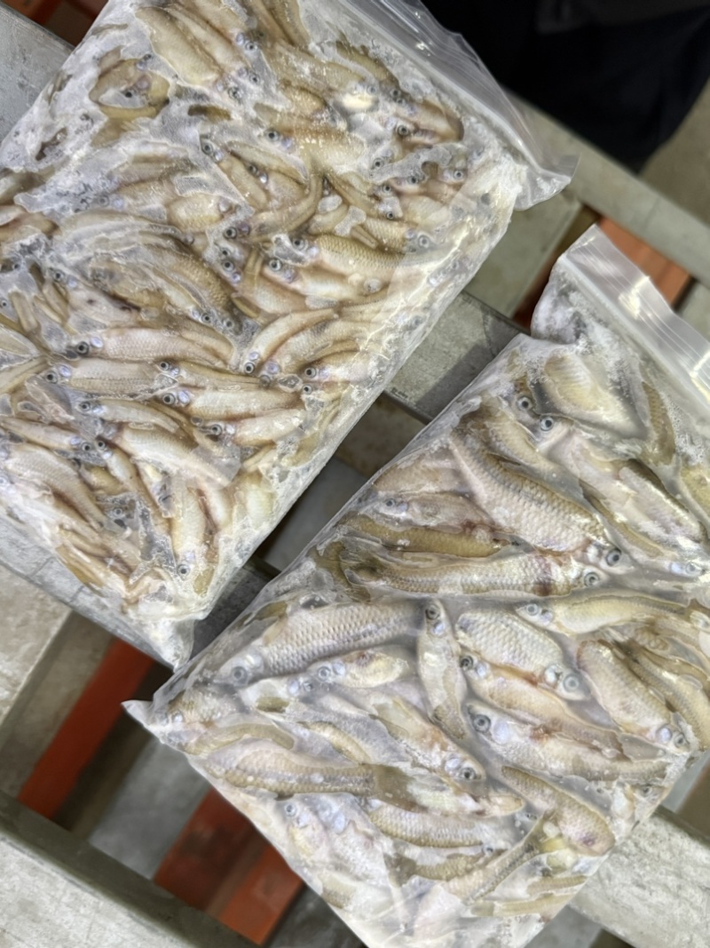 速冻麦穗扒肚麦穗大小都有货量大需要可以联系