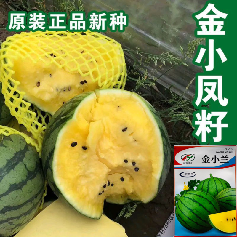 金小兰西瓜种子早熟黄瓤礼品小西瓜种籽高产早熟黄瓤礼品西瓜
