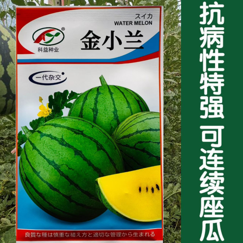 金小兰西瓜种子早熟黄瓤礼品小西瓜种籽高产早熟黄瓤礼品西瓜