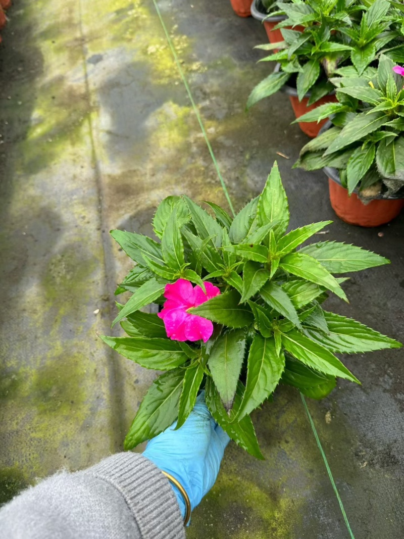 凤仙盆花、花型美观适应性强，一条龙服务