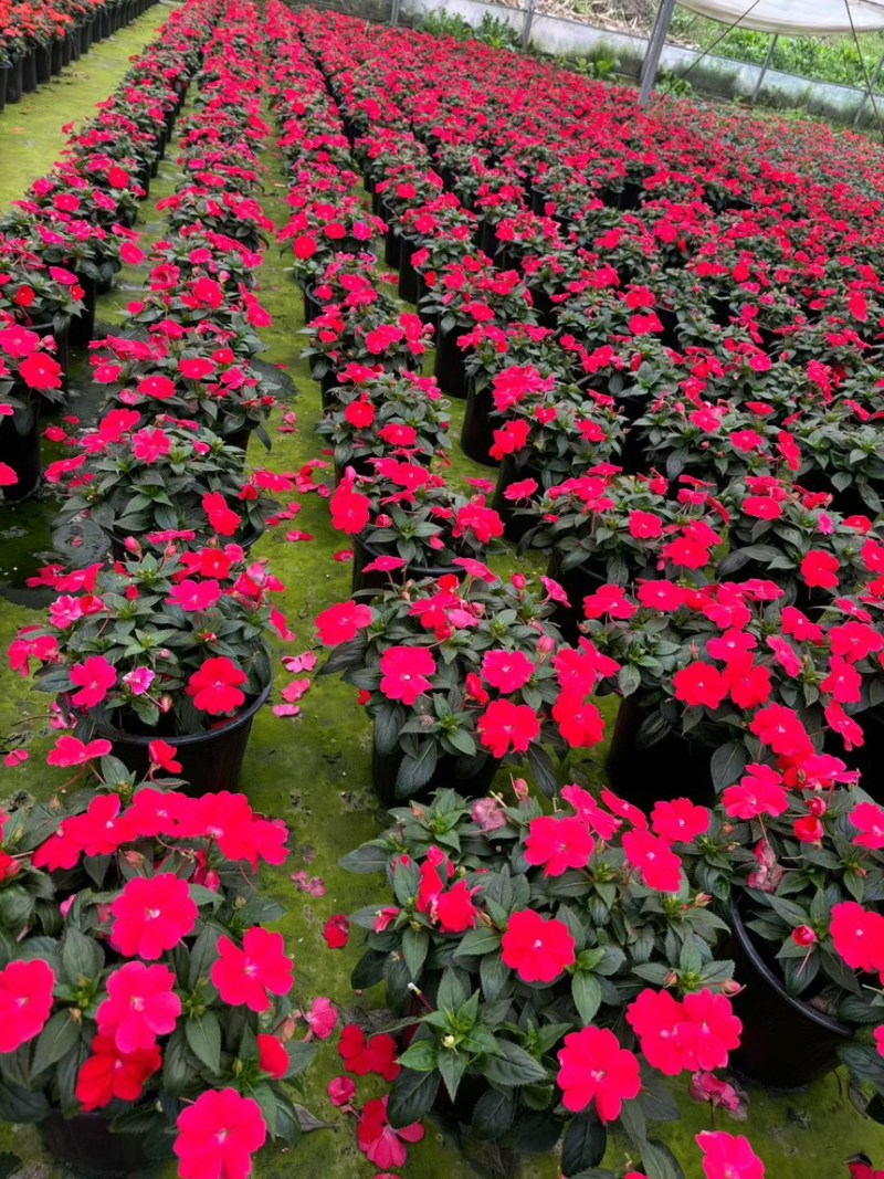 2加仑**凤仙，品质保证，基地直发可视频看货欢迎咨询来
