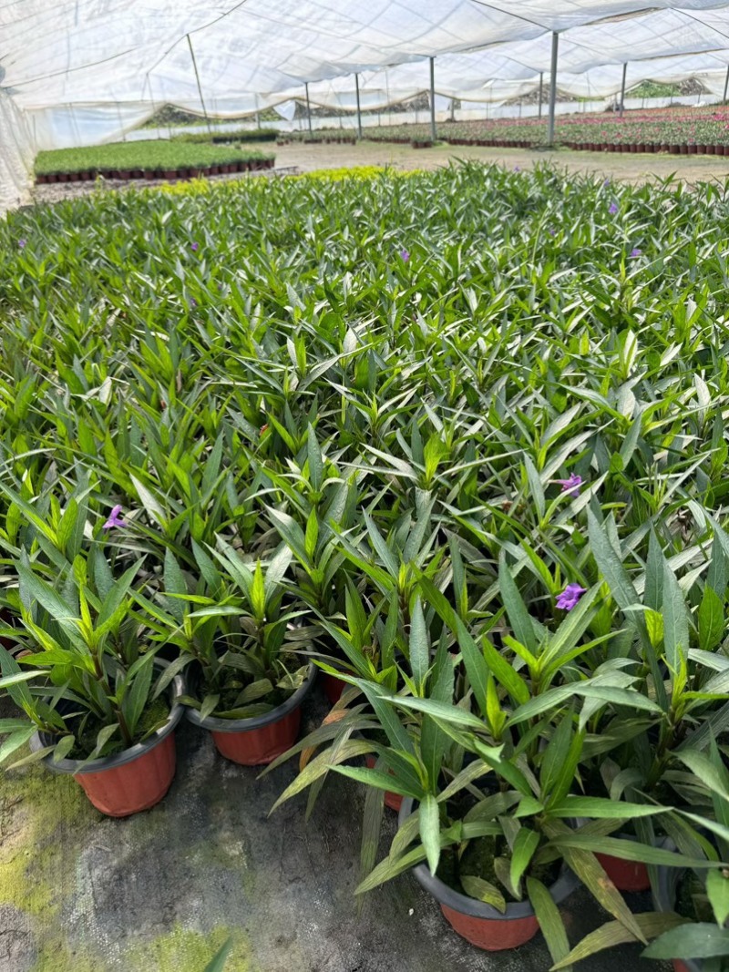 凤仙盆花、花型美观适应性强，一条龙服务