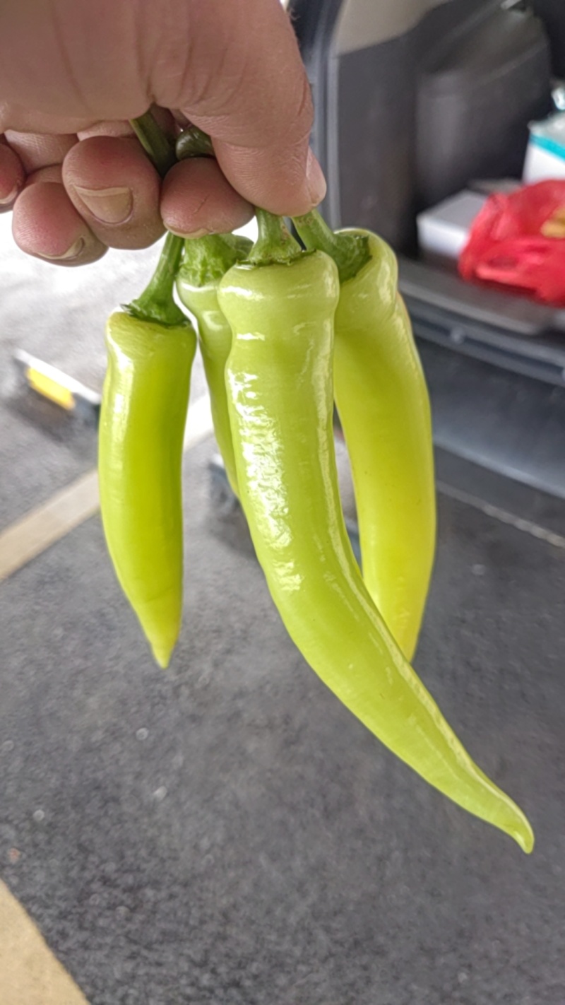 白肉椒