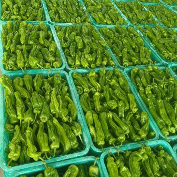 山东特产精品芜湖椒薄皮椒苏椒5号大量上市中颜色绿亮发全国