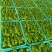 山东特产精品芜湖椒薄皮椒苏椒5号大量上市中颜色绿亮发全国